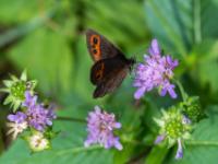 Graubindiger Mohrenfalter Weibchen
